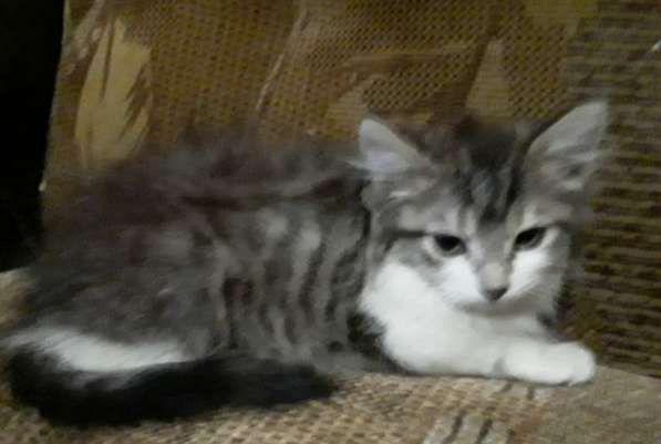 Кошка в добрые руки в Калуге фото 40