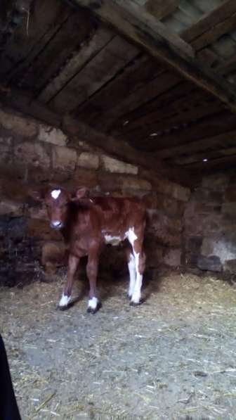 Продаю телочку в Джанкое фото 3