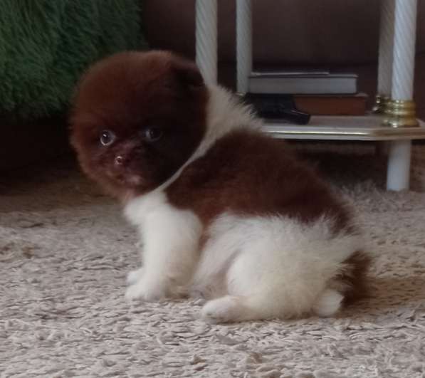 Померанский шпиц. Chocolate - white в фото 4