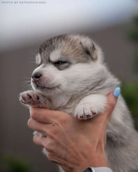 Щенки хаски ищут хозяев в Москве