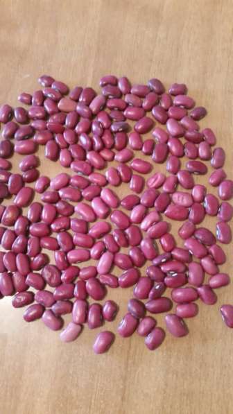 2018 New Crop 100% Natural Beans from Kyrgyzstan в фото 7