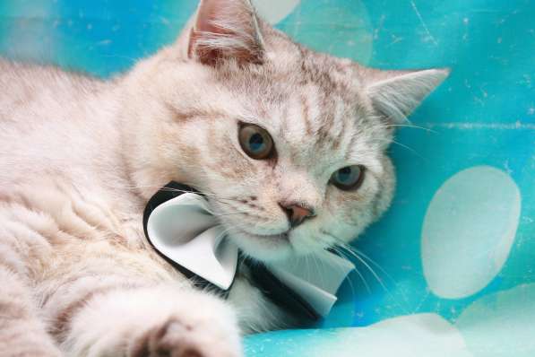 Очень крупный котик - ну очень в Москве фото 4