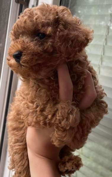 Той пудель в фото 4