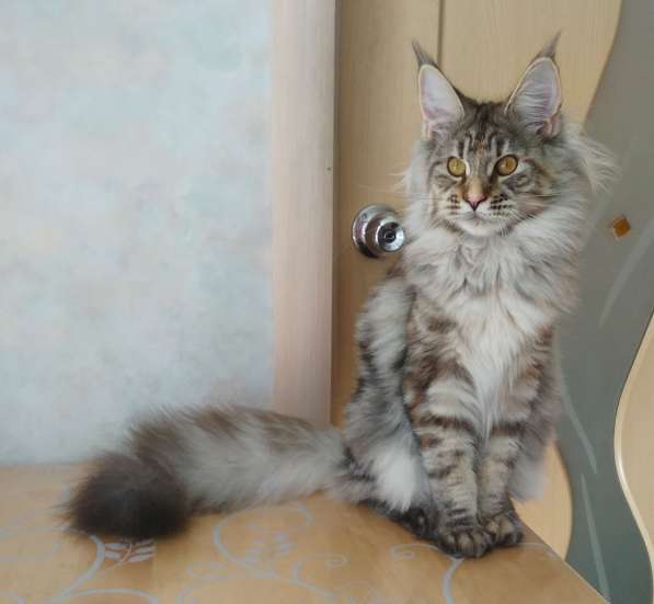 Элитные котята Мейн-кун из питомника Remagic Helga в Барнауле фото 6