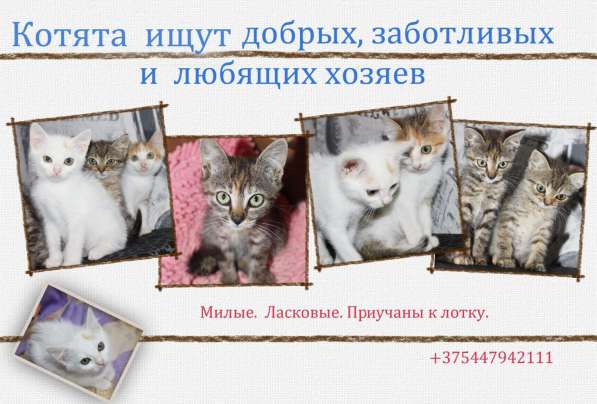 Котята. Метисы. Приучаны к лотку. Чистые. Ласковые в фото 6