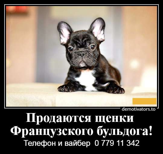 Очаровательные щеночки французского бульдога в фото 30