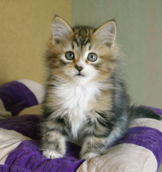 Сибиряки питомник в Казани фото 8