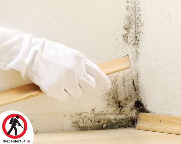 Обработка любых помещений от всех видов плесени