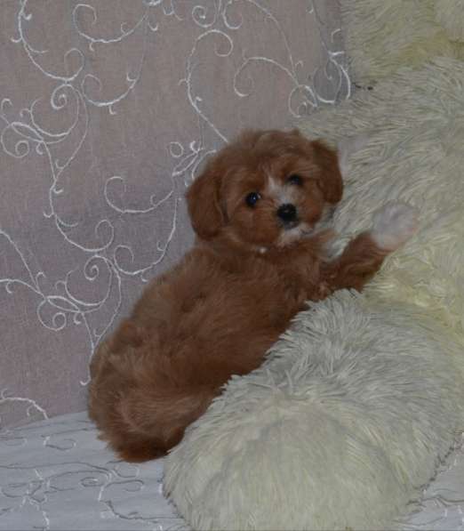 Мальтипу F - 1 в 