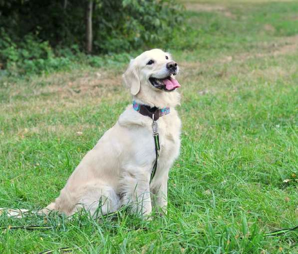 Золотистый ретривер Тиффани в добрые руки! в Москве фото 11