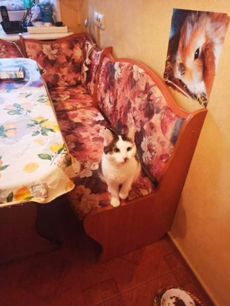 Добрая кошка Даша ищет семью! в Москве фото 3