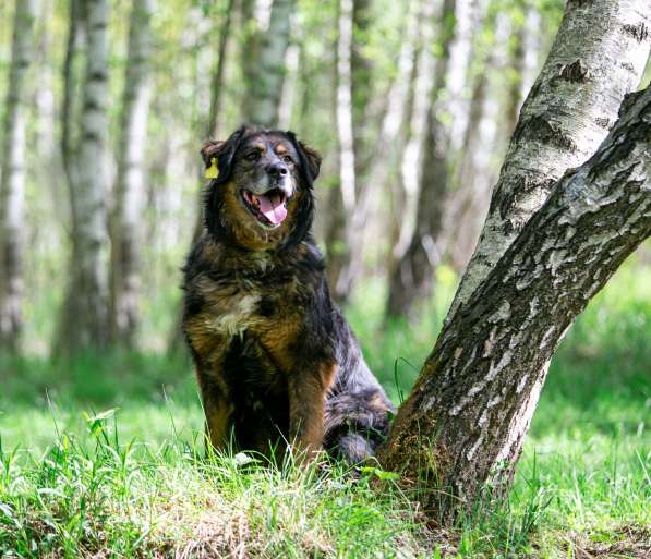 Прекрасная собака Парма ищет семью в Москве фото 17
