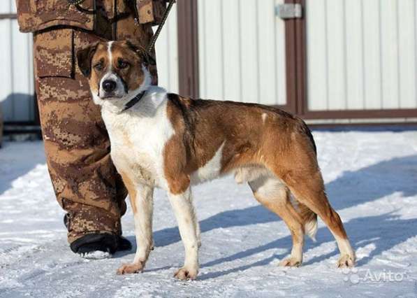 Красавец Бам, статный крупный пес в добрые руки в Москве фото 5