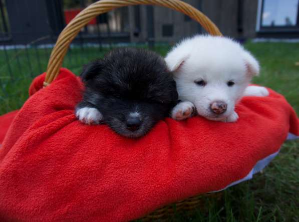 AKITA INU в фото 15