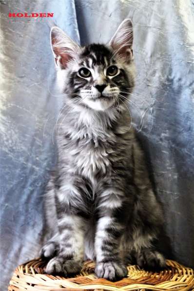 Продаются пушистые коты породы Мейн-кун в Санкт-Петербурге фото 3