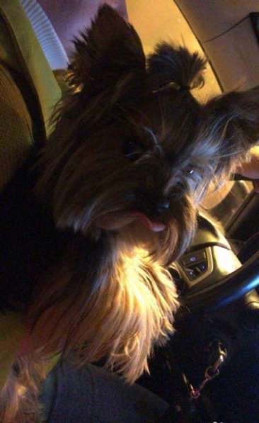 Мини Йорки в Москве фото 4