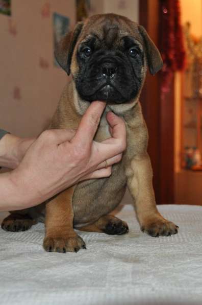 Бульмастифы в Екатеринбурге в Екатеринбурге фото 12