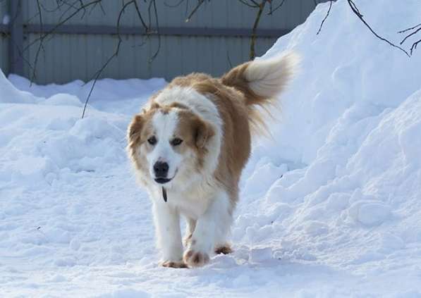 Умница и красавица Деми ищет дом! в Москве фото 9