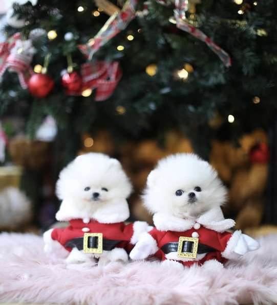 Шпиц микро в Москве