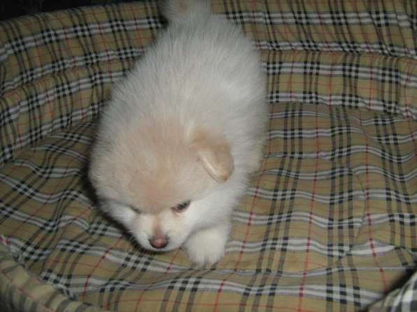 Лисята в Ростове-на-Дону фото 29