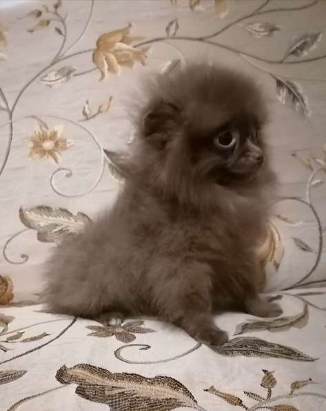 Pomeranian Spitz в фото 3