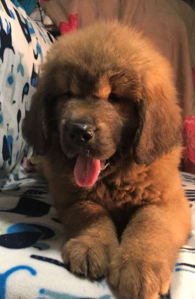 Тибетский мастиф щенки в Твери фото 25