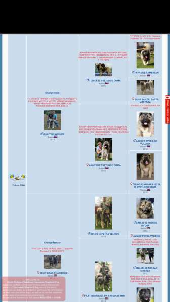 Щенки КАВКАЗСКОЙ ОВЧАРКИ в Калининграде