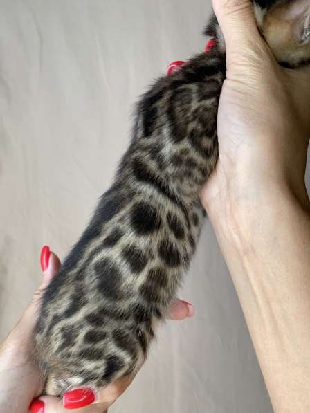 Бенгальские котята в Ростове-на-Дону фото 17