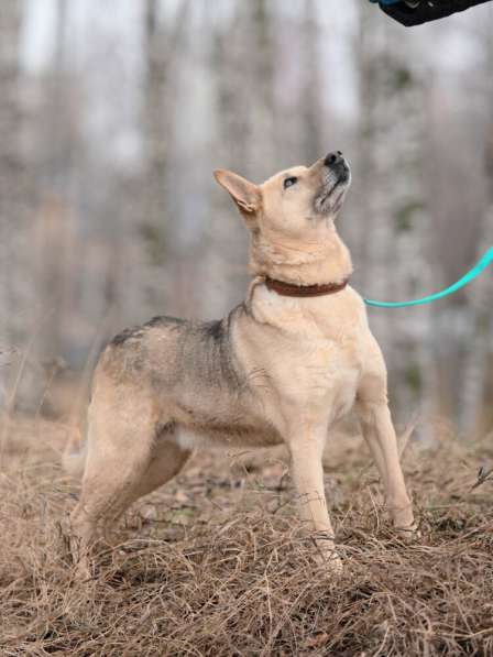 Дюшес - лучший Друг для всей семьи! в Москве фото 11