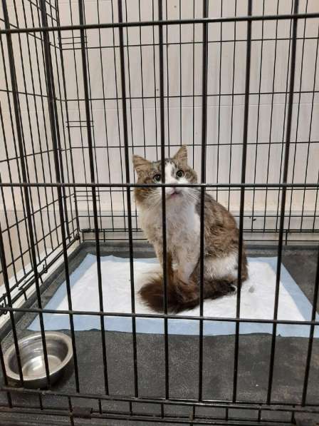 Одинокий котик роскошной внешности ищет дом в Санкт-Петербурге фото 18