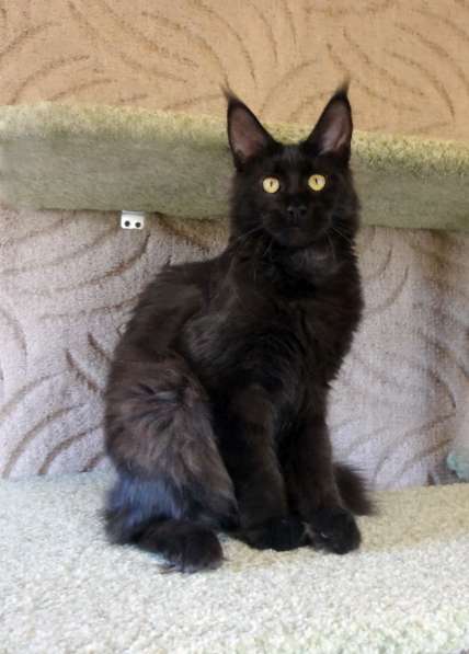 Кошечка мейн-кун из питомнника в Казани фото 39