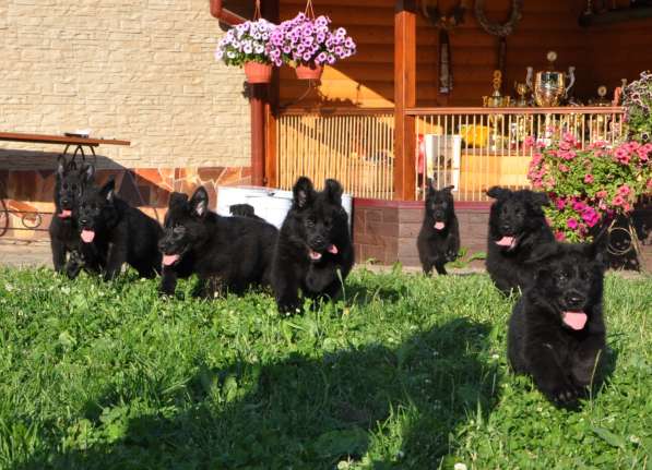 Богатый выбор черных щенков немецкой овчарки в питомнике "Те в фото 10