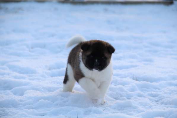 Чистокровные щенки Американской Акиты в Москве фото 8