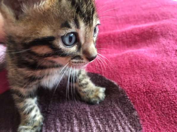 Бенгальские котята❤️ в Перми фото 11