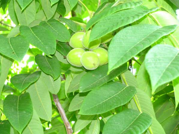 Плоды маньчжурского ореха в Екатеринбурге фото 4