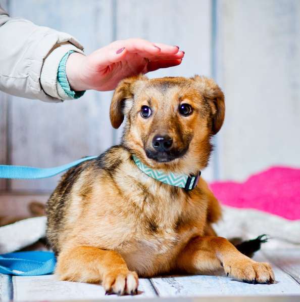 Лисичка-невеличка Сильвия ищет семью! в Москве