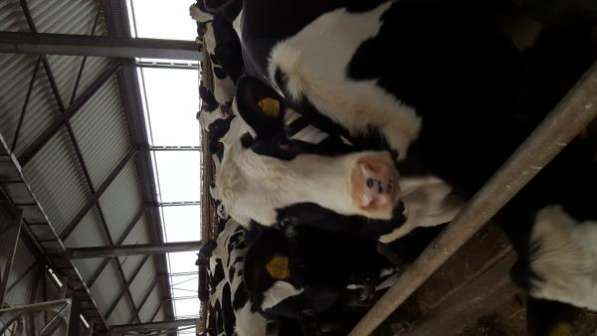 Молочно-животноводческая ферма на 2000 коров с молодняком на базе фермерского хозяйства в Пятигорске фото 5