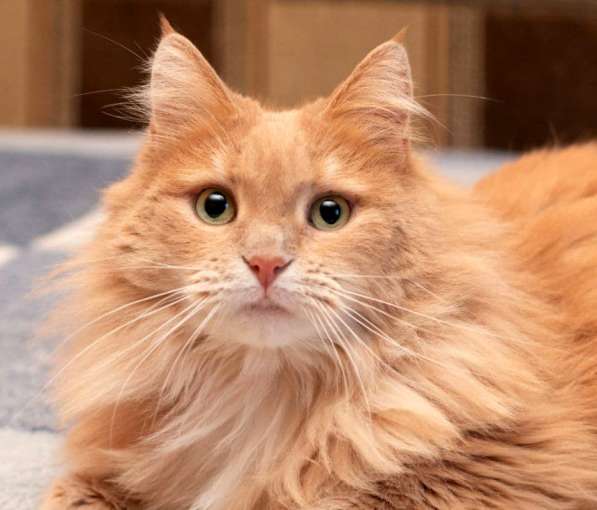 Кошка в добрые руки. Тильда — витамин радости в Калуге фото 14