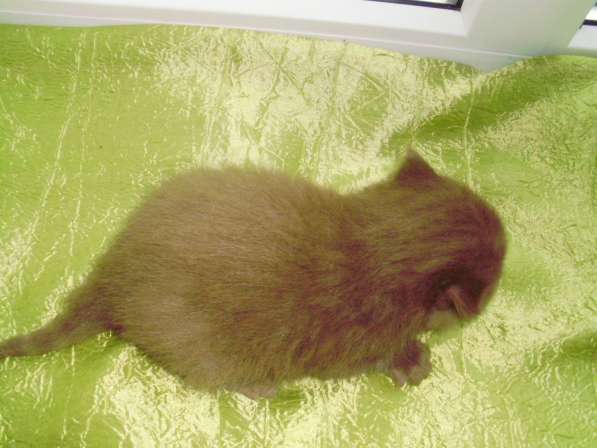 Британский котенок в Краснодаре фото 11