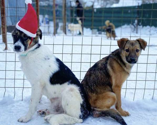 Лисичка-невеличка Сильвия ищет семью! в Москве фото 8