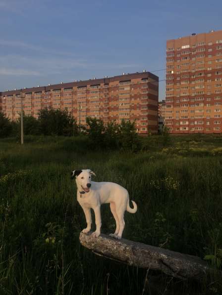 Щенок 7,5 месяцев в Рязани фото 4