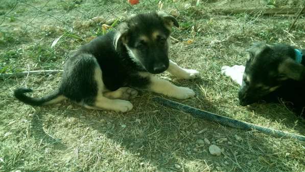 Продаются щенков ВЕО в Евпатории фото 20
