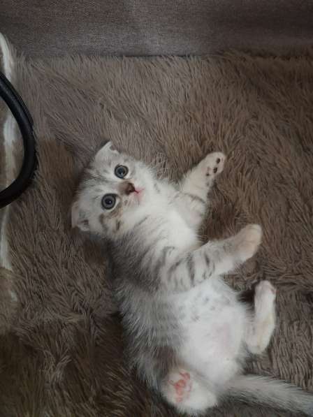 Продам котят в Барнауле фото 3