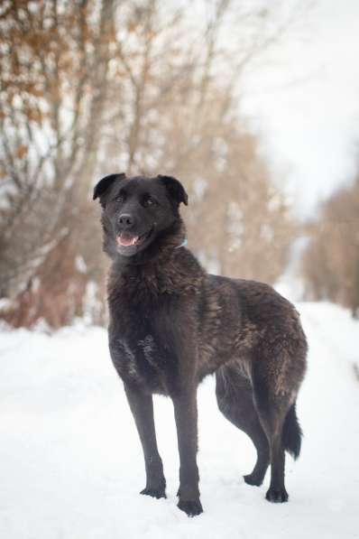 Прекрасная собака из приюта в дар в Москве фото 4