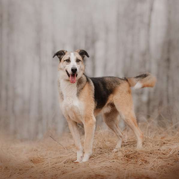 Молодой энергичный Майор ищет семью в Москве фото 32