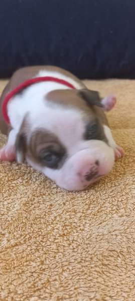 Шикарный рыжий мальчик аст резерв ркф в Москве фото 14