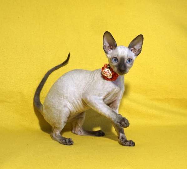 Котята корниш рекс