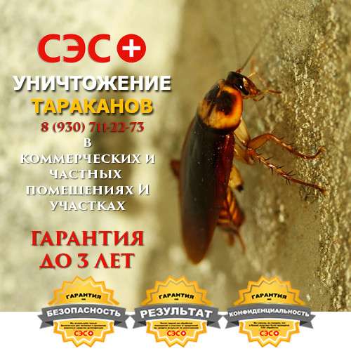 Уничтожение тараканов в Москве