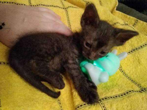 Кудрявые эльфы, каракулевые, элитные котята Девон-Рекс в Санкт-Петербурге фото 30