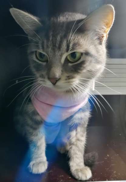 Сос! Кошечку выкинули на улицу в Москве фото 31